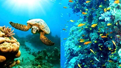 Keindahan Laut Merah di resor Marsa Alam