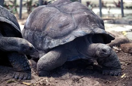 Kura-kura raksasa Aldabra di Seychelles