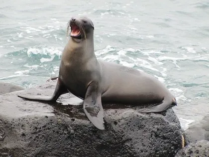 Ekowisata di Kepulauan Galapagos