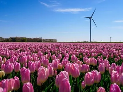 Ladang bunga tulip musim semi