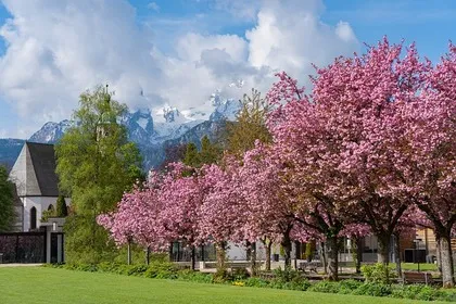 Hanami di berbagai negara