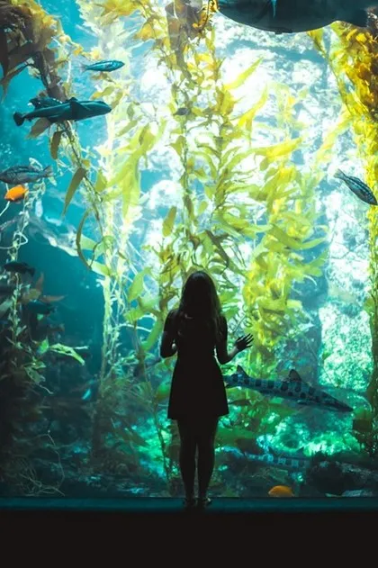 Akuarium Long Island, AS